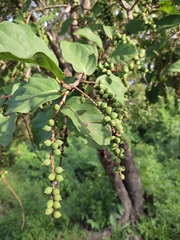 Coccoloba diversifolia