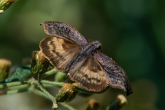 Theagenes dichrous