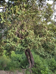 Coccoloba diversifolia