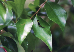Kamalia australis