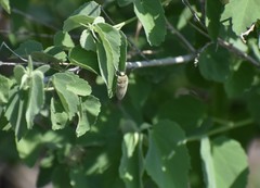 Agaeocera gentilis