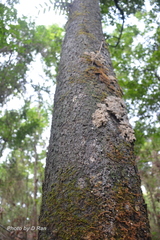 Miliusa horsfieldii