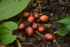 Miliusa horsfieldii