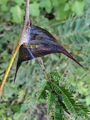 Vachellia hindsii
