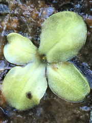 Pinguicula macroceras
