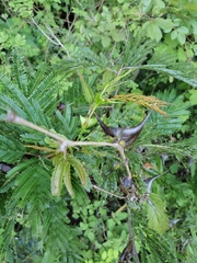 Vachellia hindsii