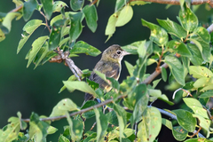 Vireo bellii