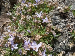 Campanula piperi