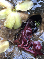 Pinguicula macroceras