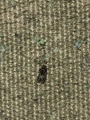 Lepidopsocidae