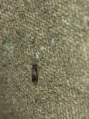 Lepidopsocidae