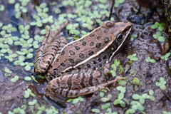 Lithobates blairi