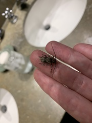 Lagocheirus araneiformis