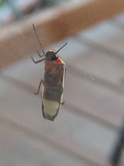 Photinus pyralis