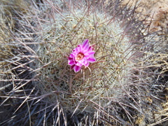 Echinofossulocactus zacatecasensis