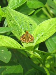 Potanthus pseudomaesa