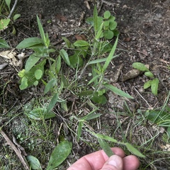 Dichanthelium villosissimum
