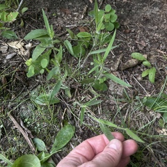 Dichanthelium villosissimum