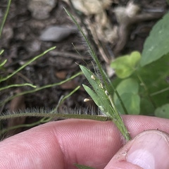 Dichanthelium villosissimum