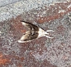 Lipocosmodes fuliginosalis