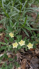 Chamaesaracha pallida