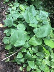 Epipremnum