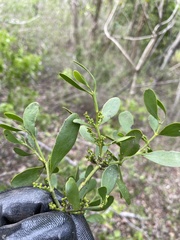 Phoradendron trinervium