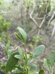 Phoradendron trinervium