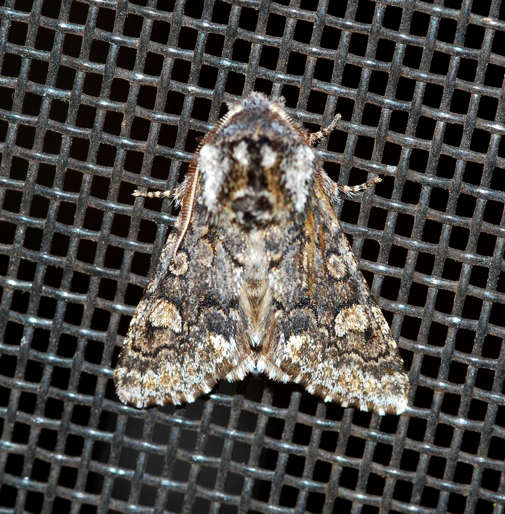 Thaxter’s Sallow