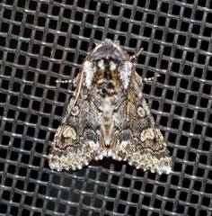 Psaphida thaxterianus