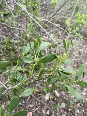 Phoradendron trinervium