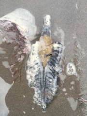 Callorhinchus callorynchus