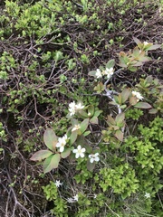 Amelanchier bartramiana