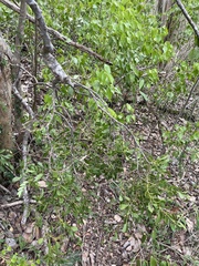 Phoradendron trinervium