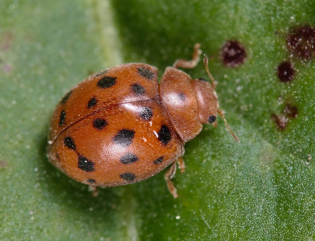 24-spot Ladybird