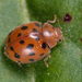 24-spot Ladybird - Photo (c) Gilles San Martin, some rights reserved (CC BY-SA), uploaded by Gilles San Martin