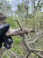 Phoradendron trinervium