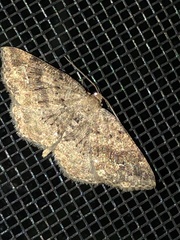 Homochlodes disconventa