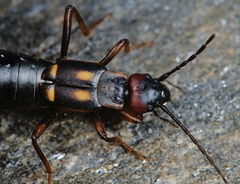 Anechura bipunctata