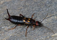 Anechura bipunctata