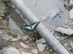 Graphium cloanthus