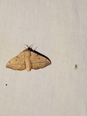 Cicinnus melsheimeri