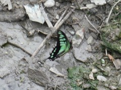 Graphium cloanthus