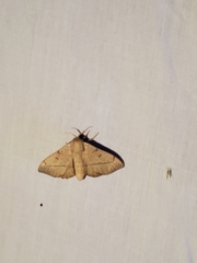 Cicinnus melsheimeri