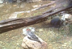 Sphyrapicus ruber