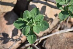 Euphorbia exstipulata
