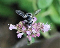 Megachile texana
