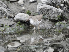 Actitis macularius