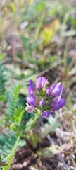 Astragalus danicus