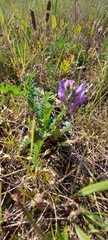Astragalus danicus